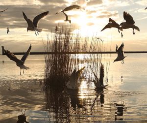 Gulls on the Louisiana Coast