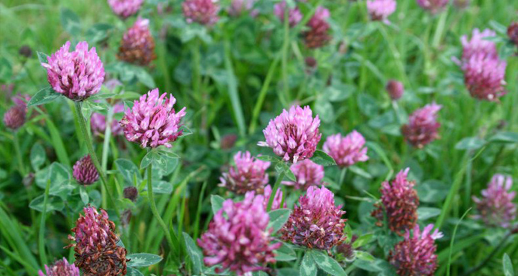 foraging edible plants red clover