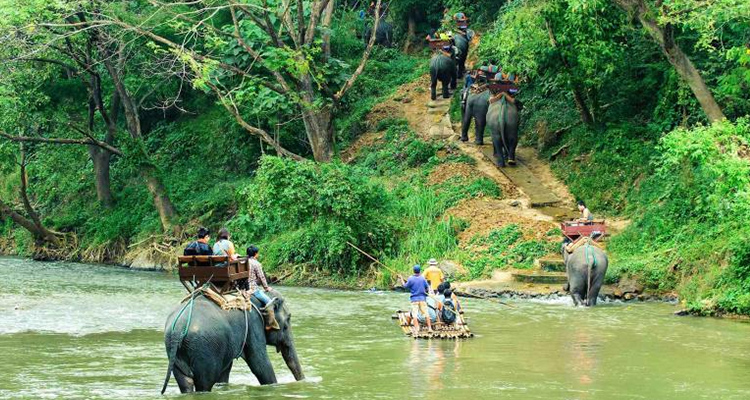 Elephant Trekking in the Jungle of northern Thailand